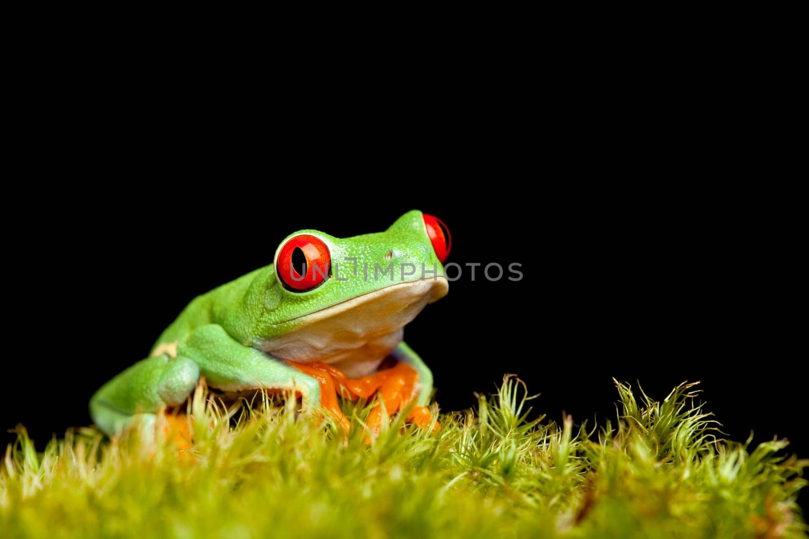 frog on moss isolated black