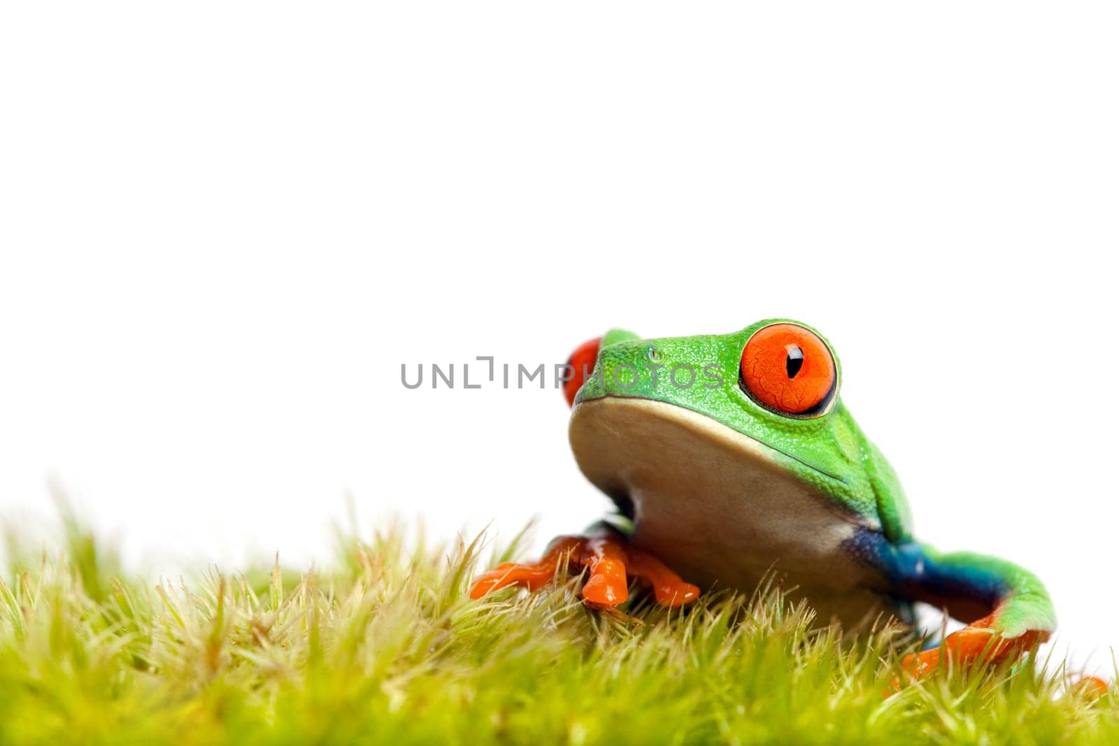 green frog on moss isolated