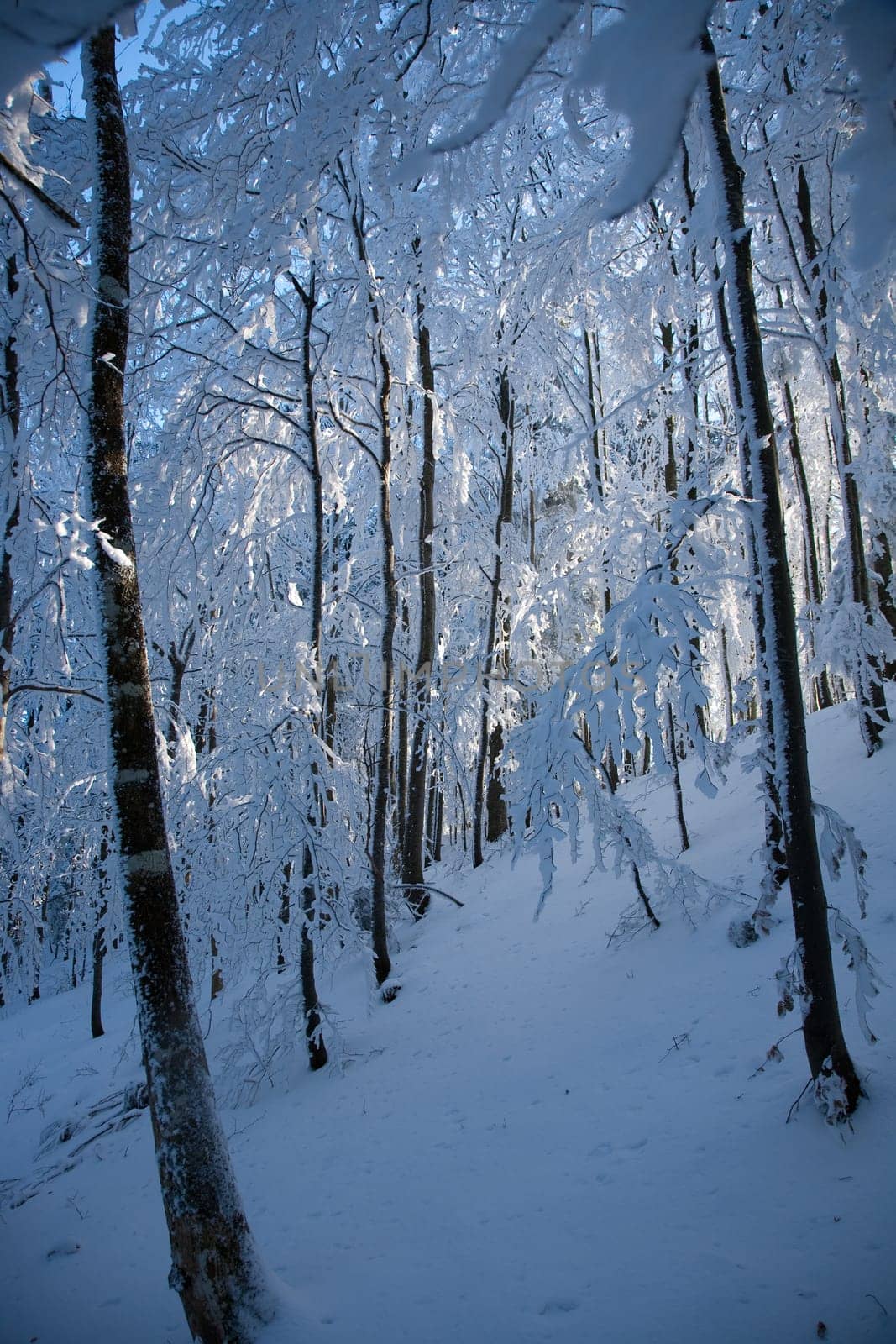 Winter in the forest
