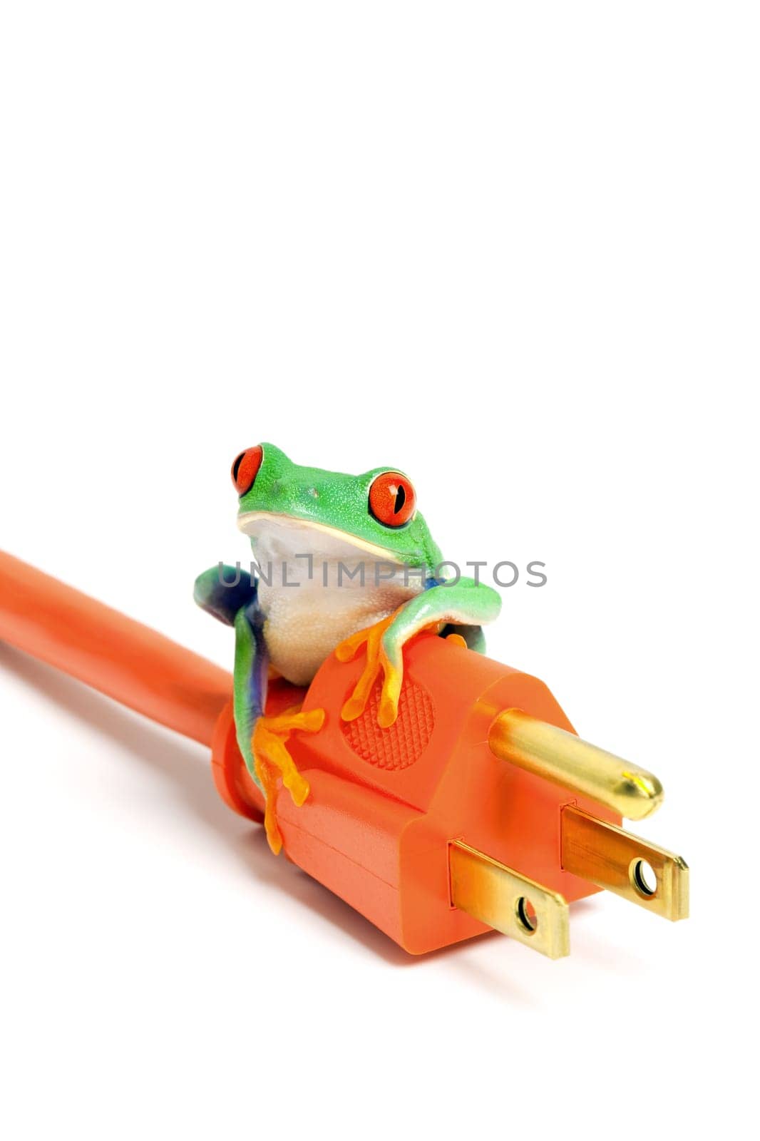 green energy - frog on power plug isolated