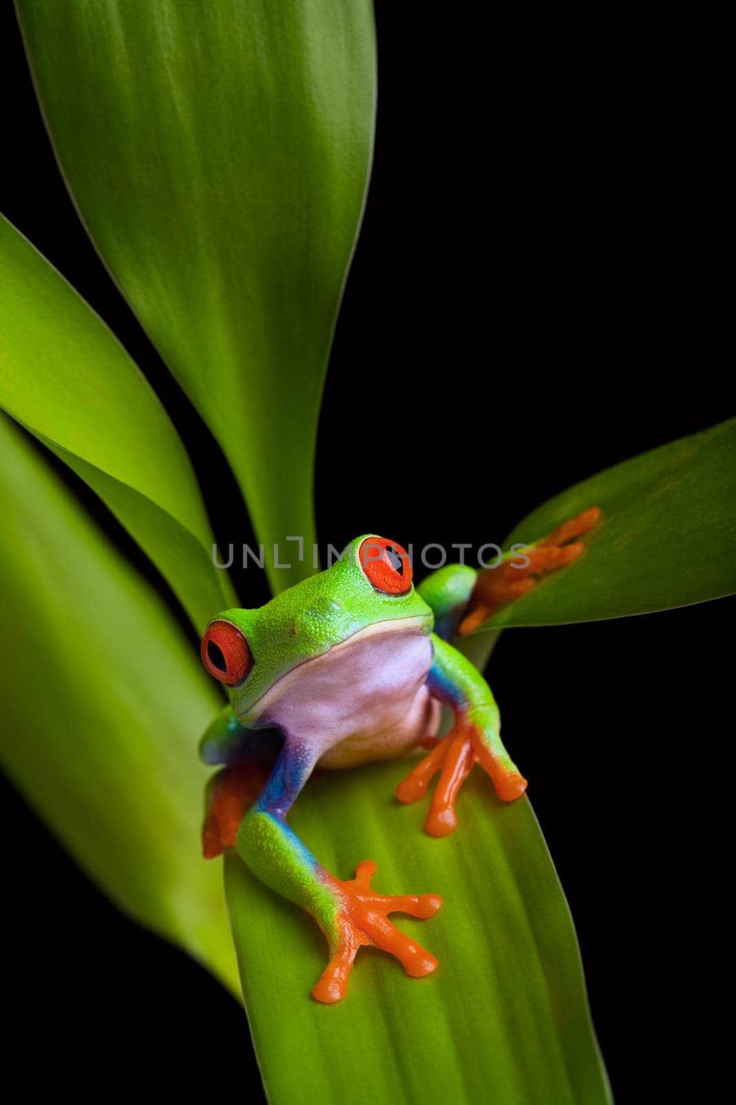 frog on a plant isolated black
