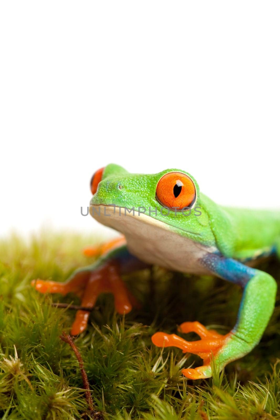 frog on moss isolated white