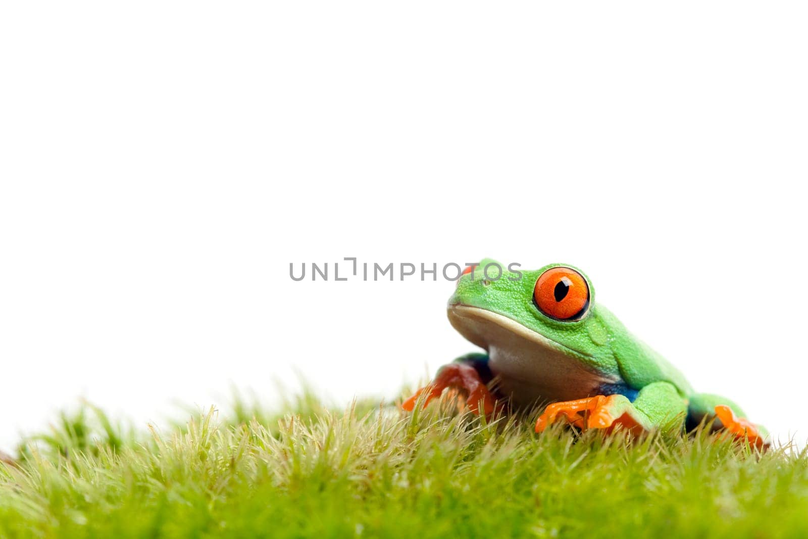 frog on natural moss isolated