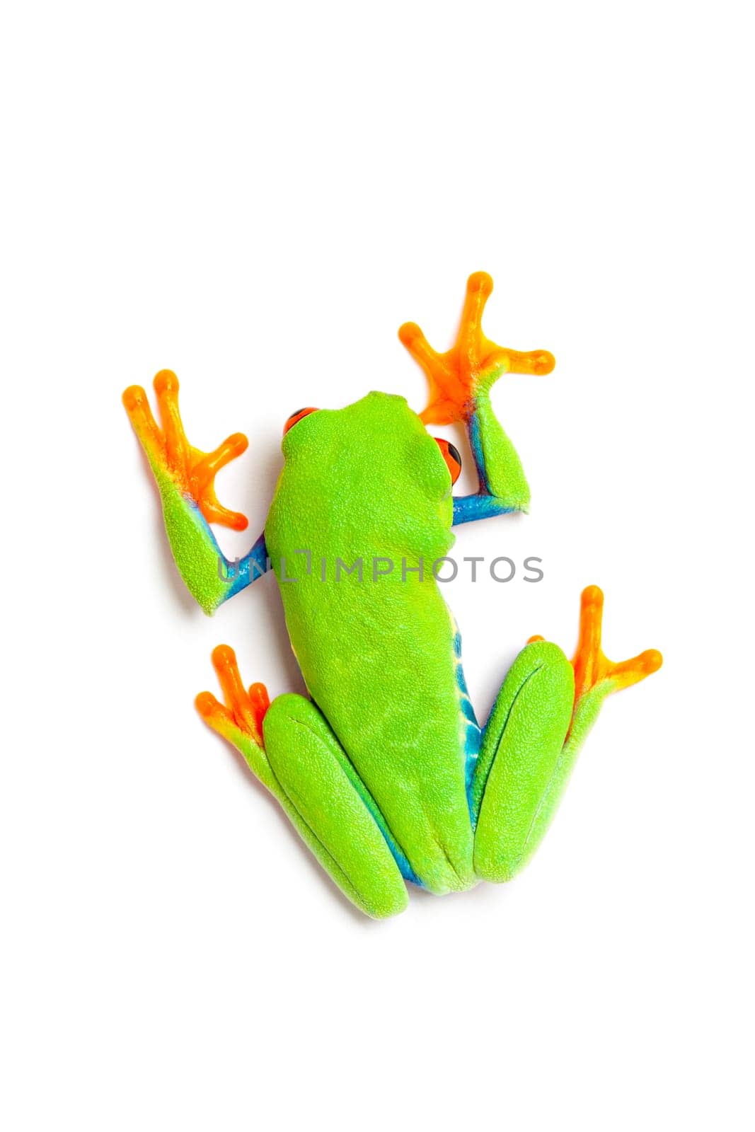green frog top view isolated on white