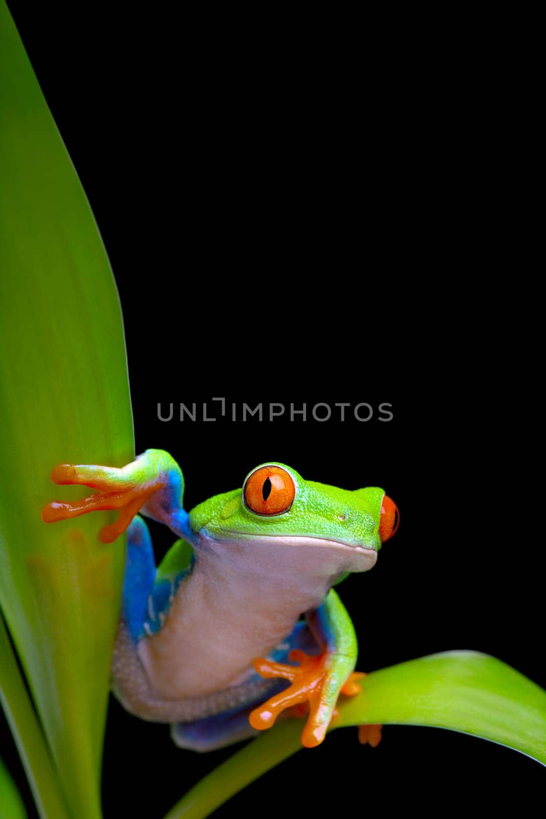 frog on plant leaves isolated black
