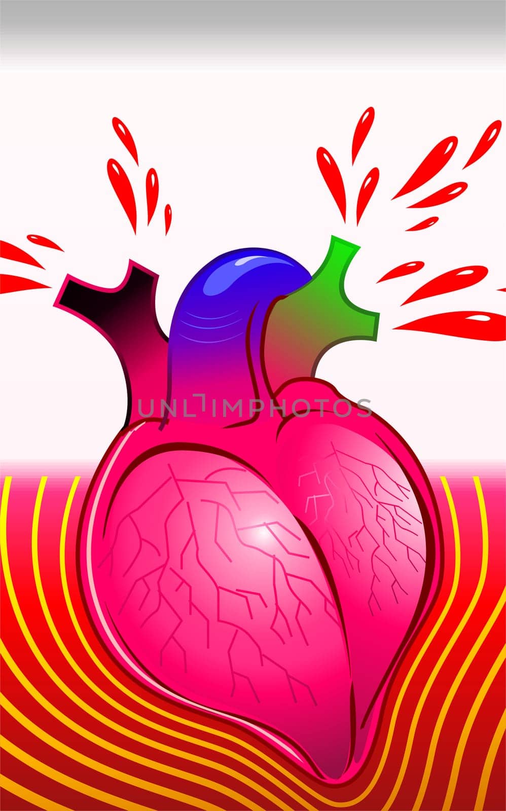 Heart