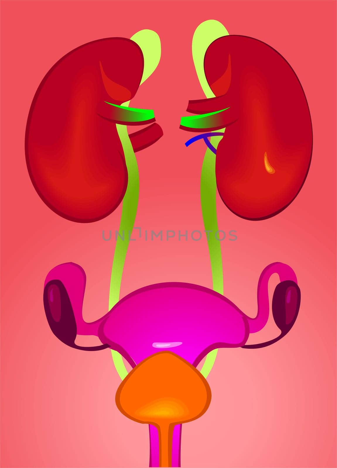 Kidney