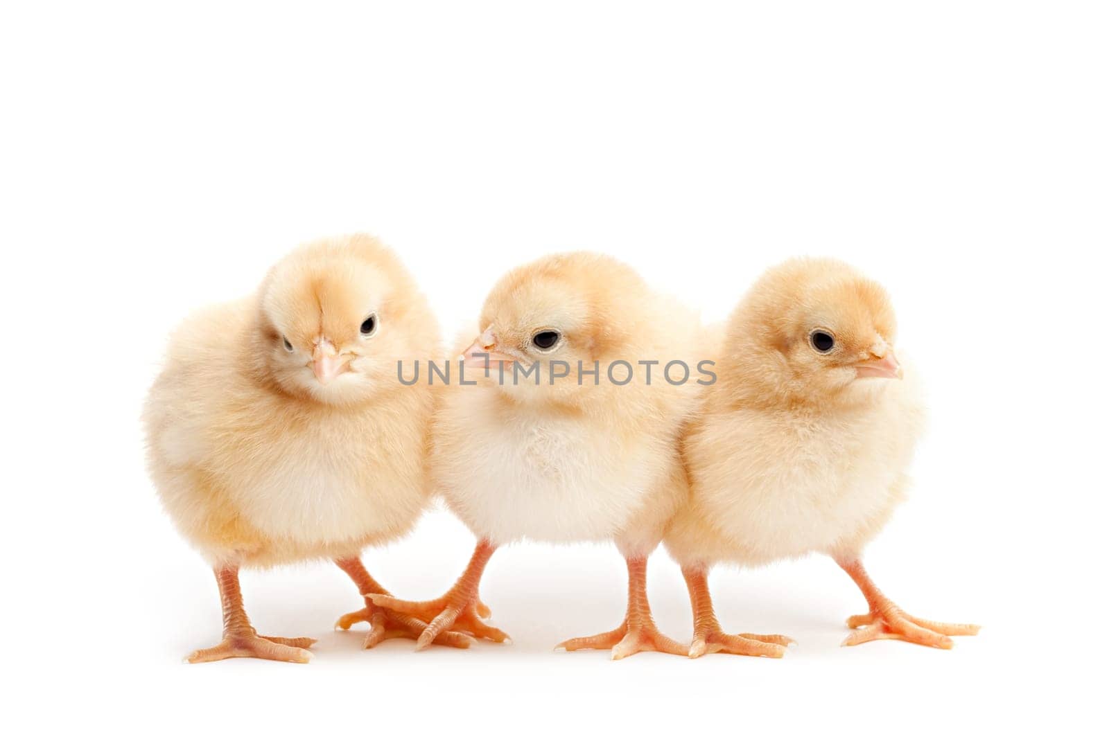 three cute chicks isolated on white