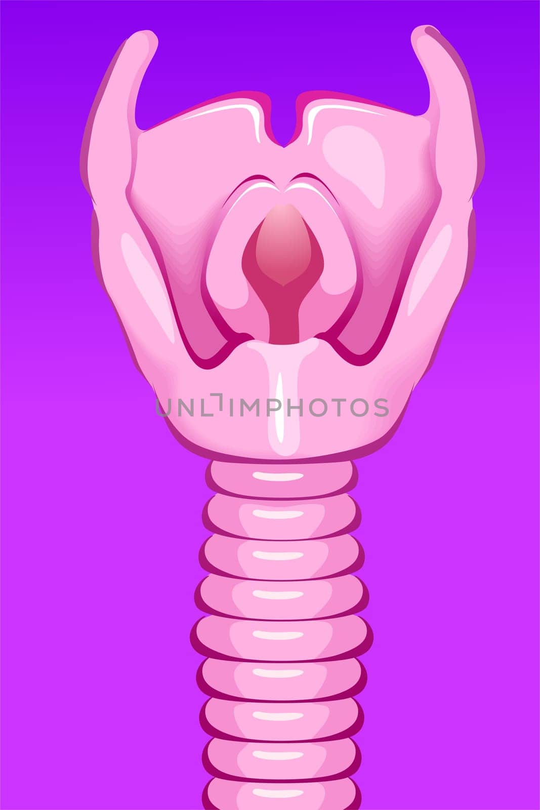 trachea