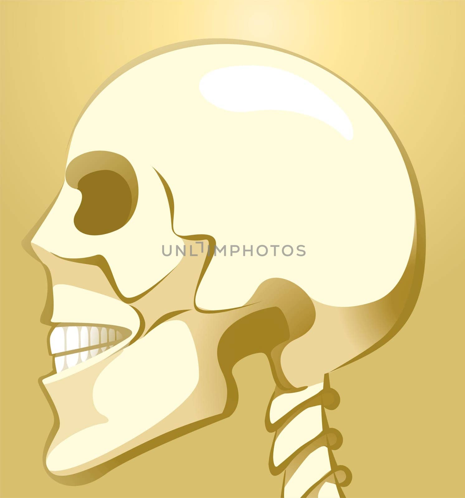 skull