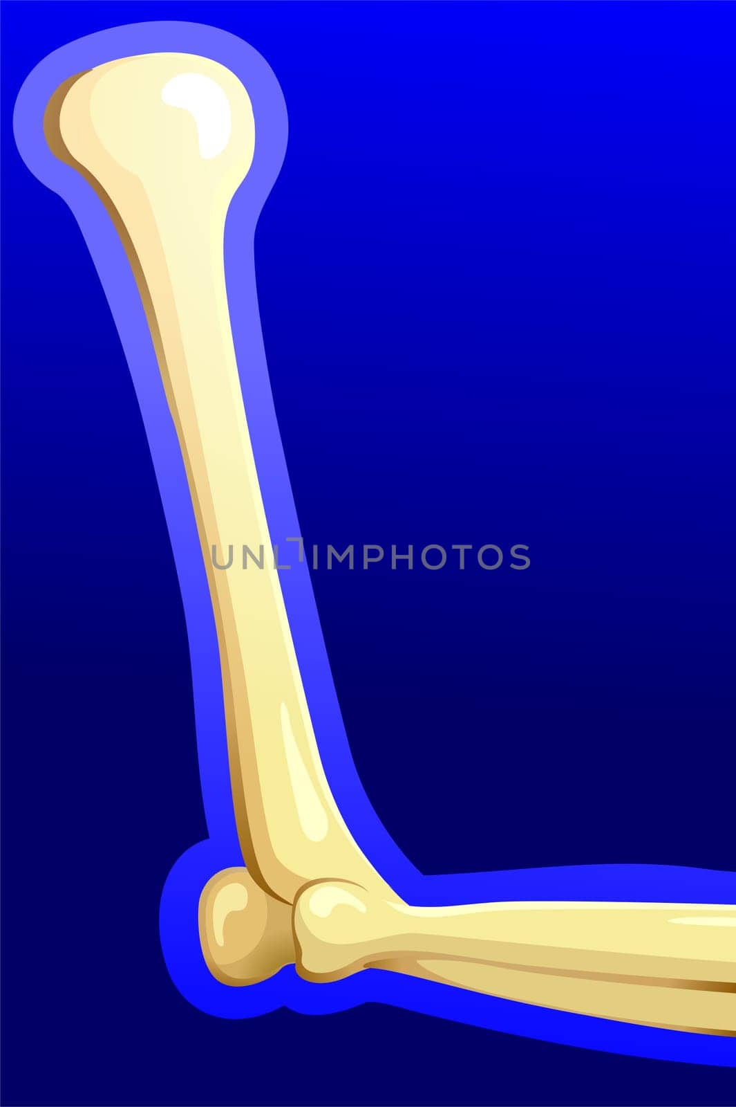 Bones