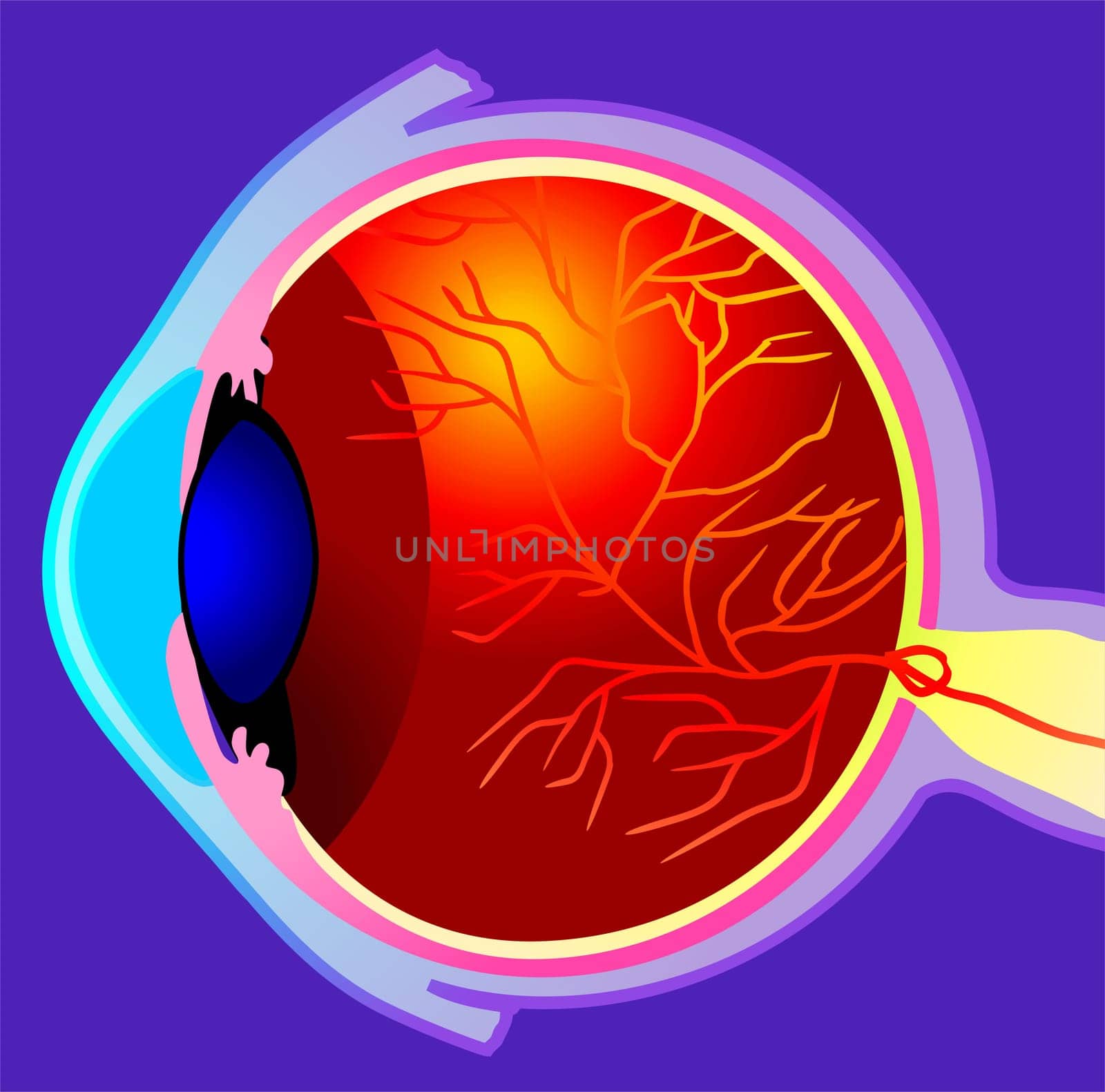 eyeball