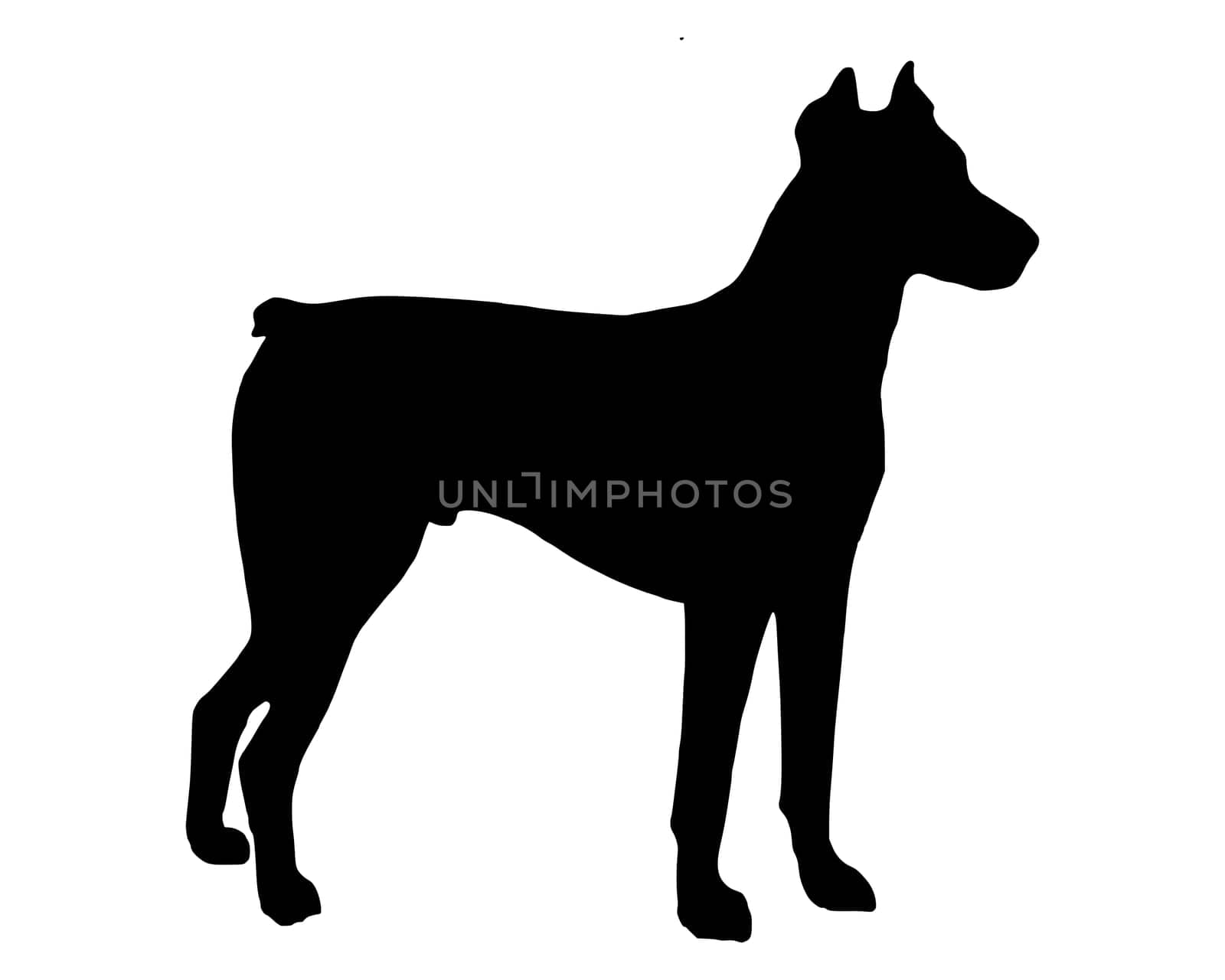 Black silhouette of a Doberman