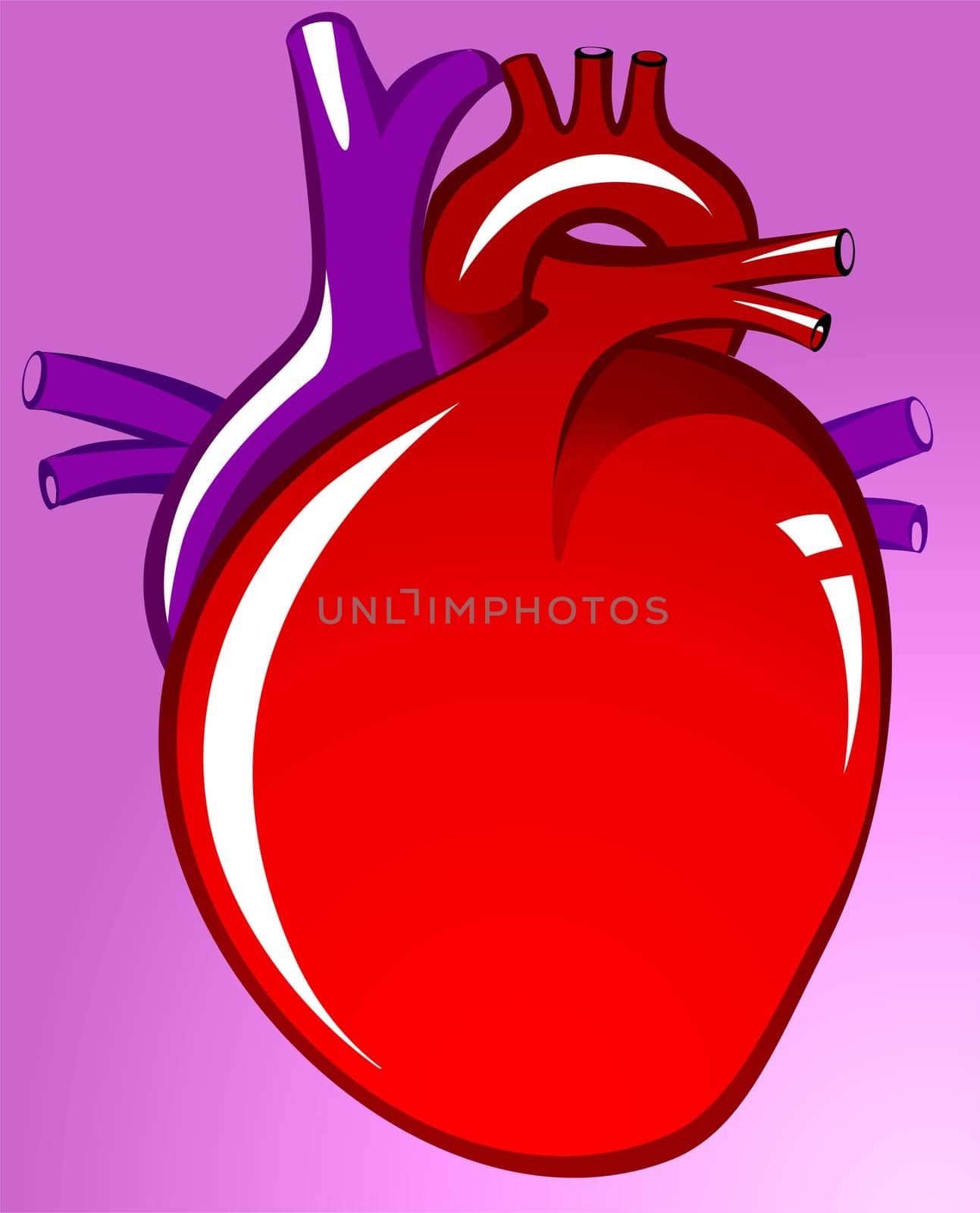 Heart