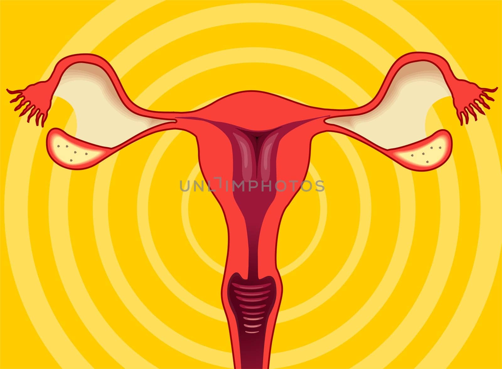 ovary