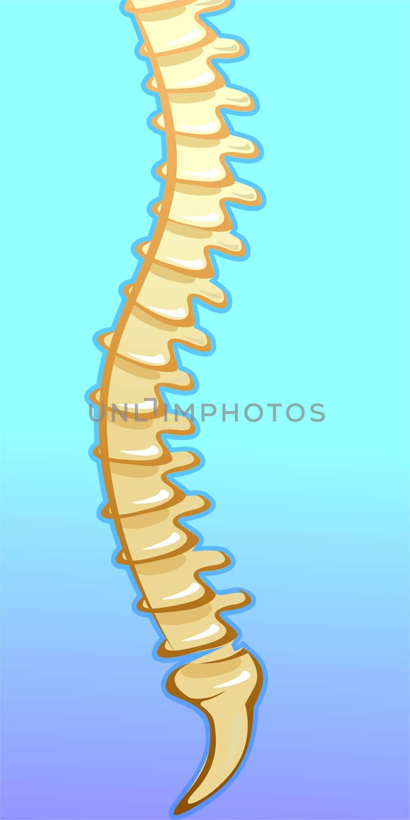 bone