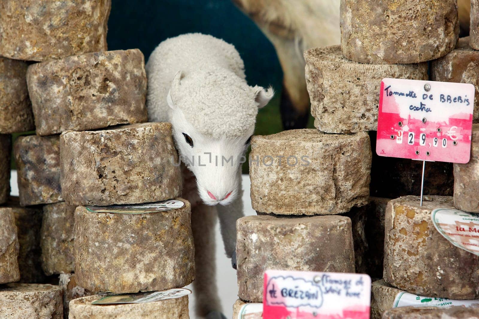 Sheep's cheese