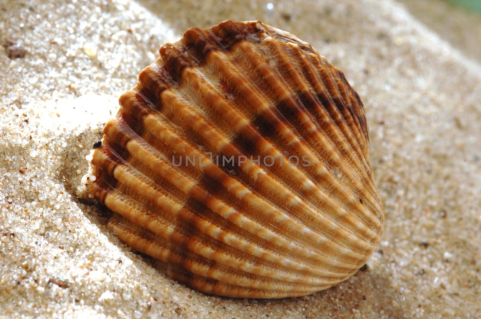 seashell