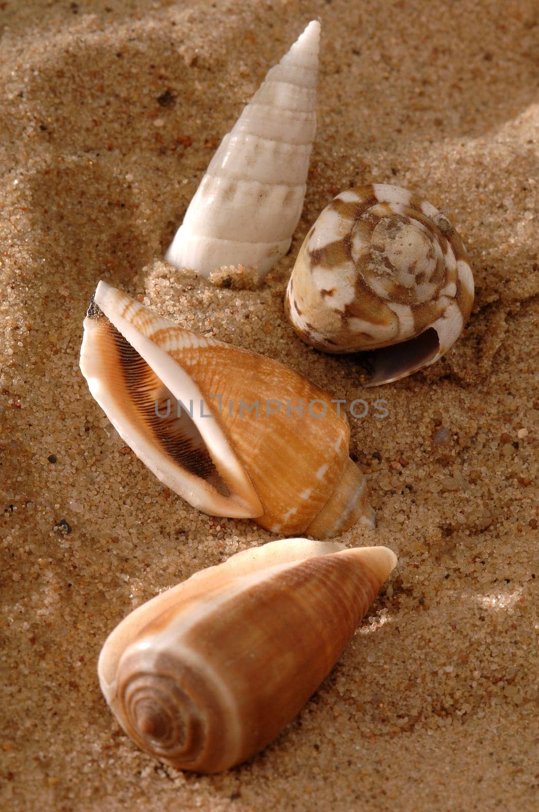 shells
