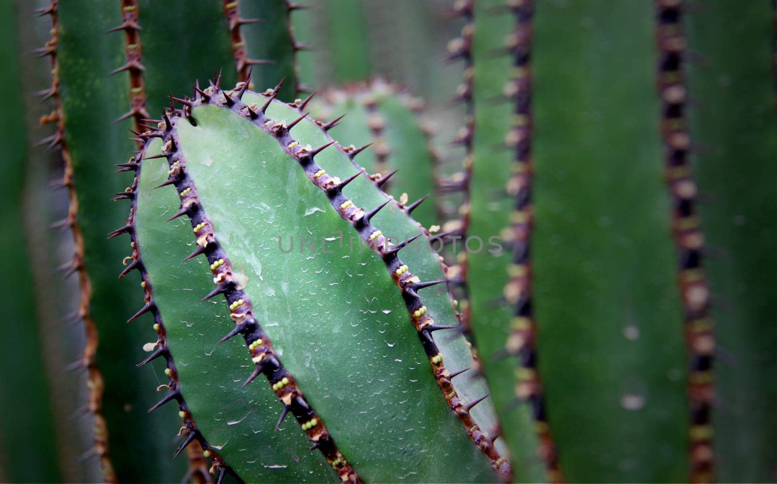 Kalahari spurge (Slender Candelabra Euphorbia)