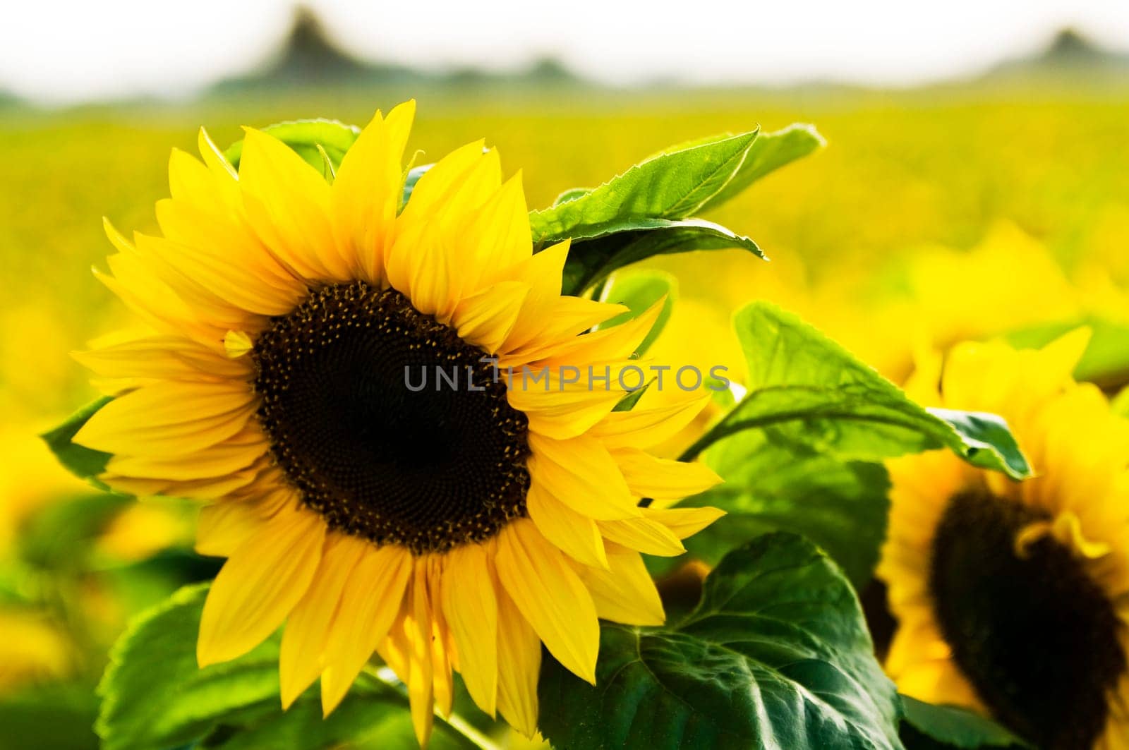 Sunflowers