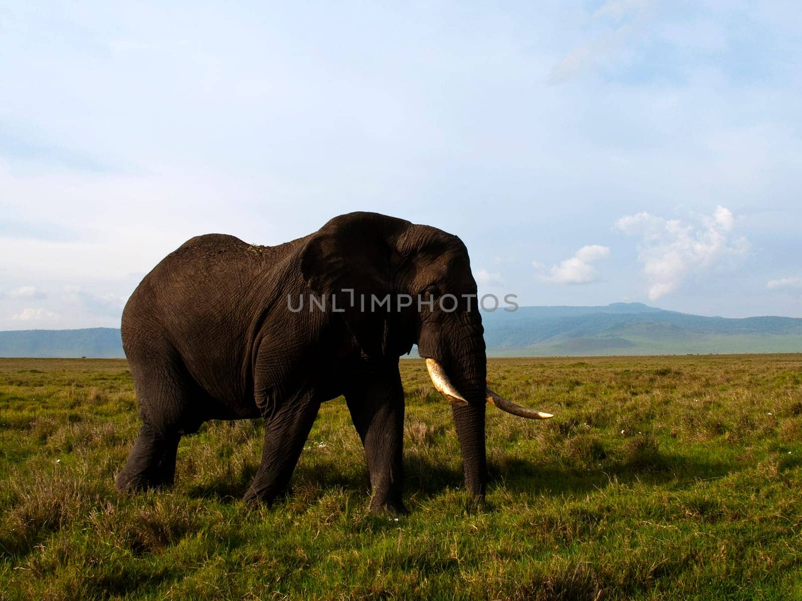 Elephant in Ngorongoro