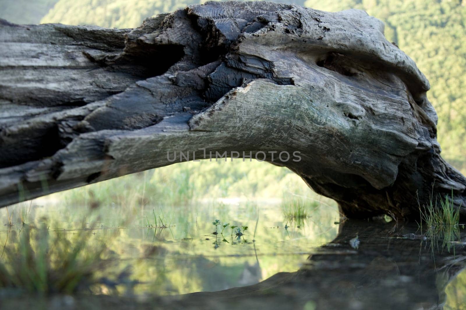 Driftwood and grass