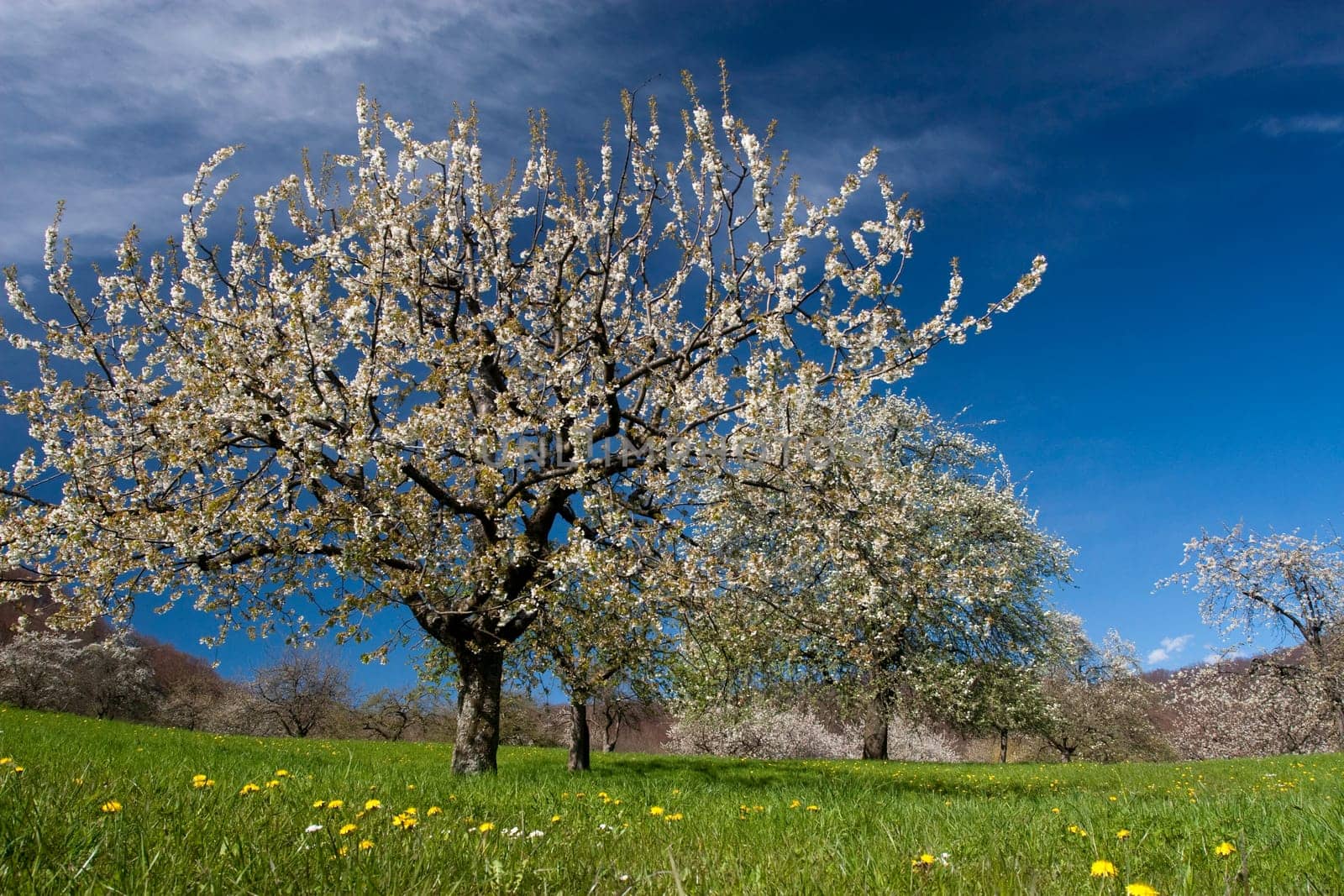 Cherry tree in spring