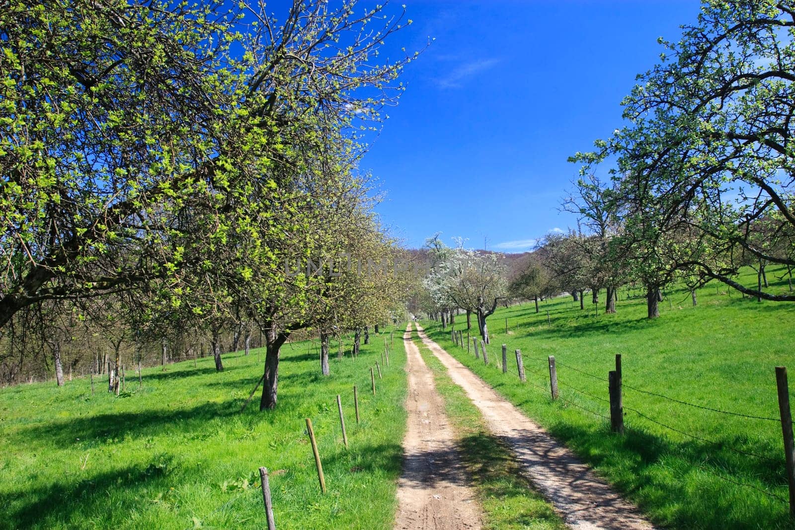 Path through meadow orchard