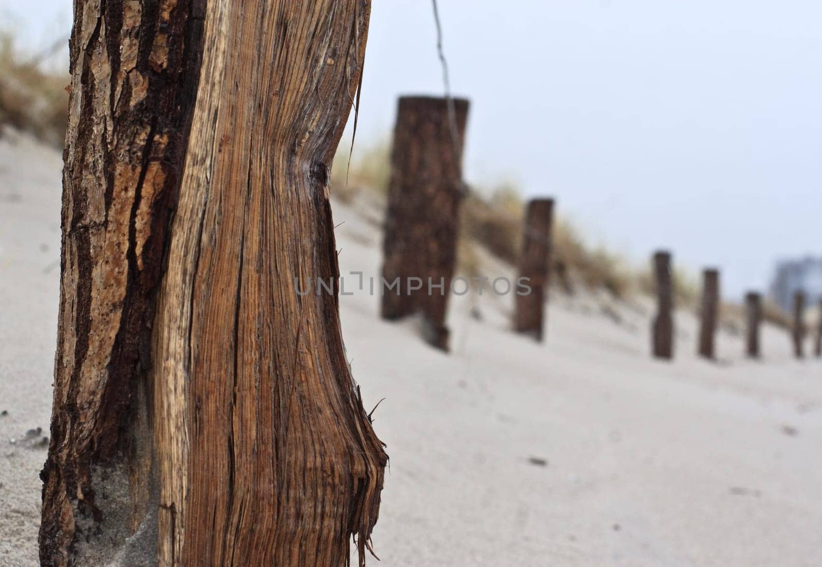 Dune landscape in winter