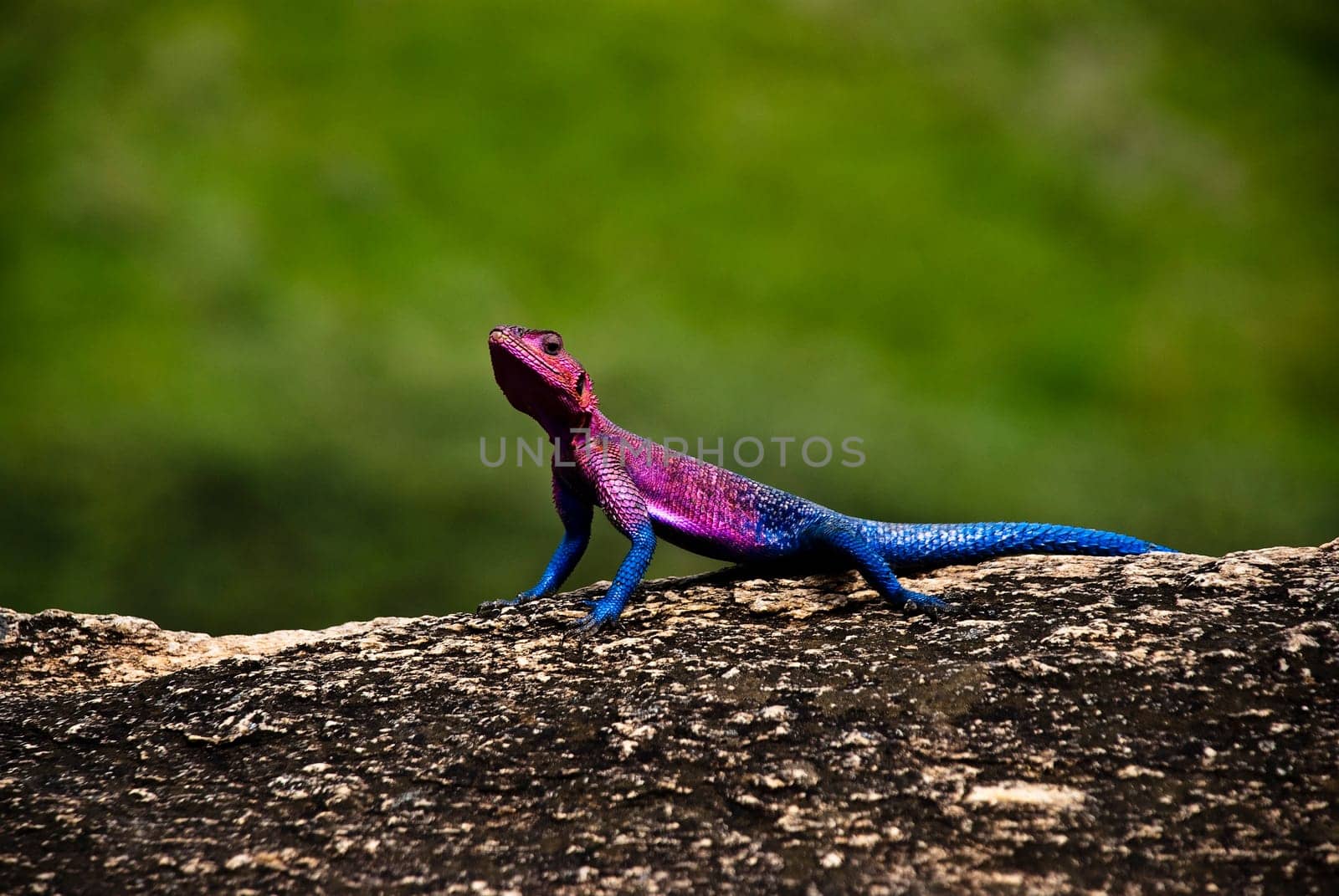 Agama Lizard