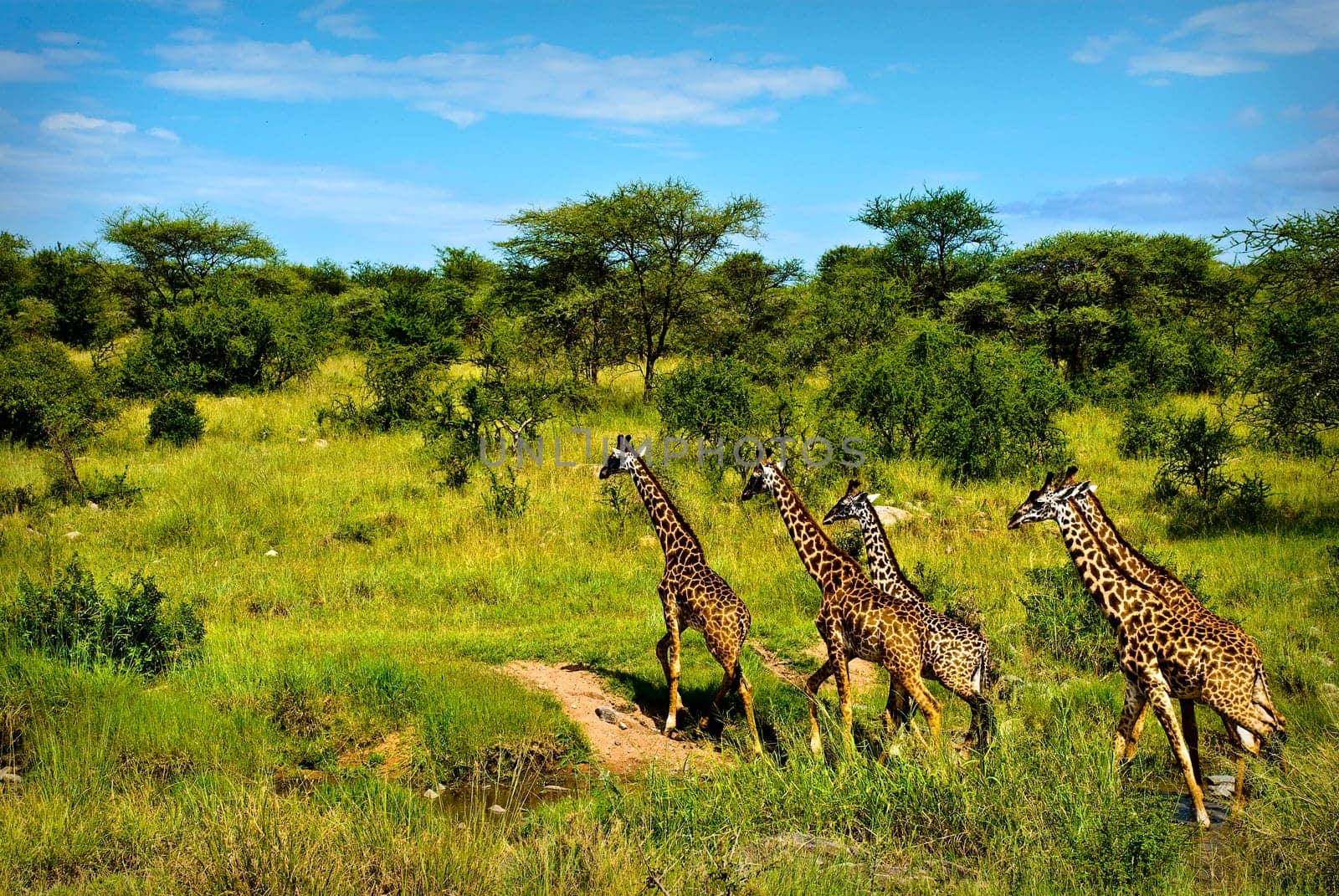 Giraffes