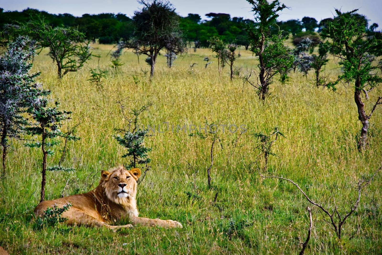 Lion