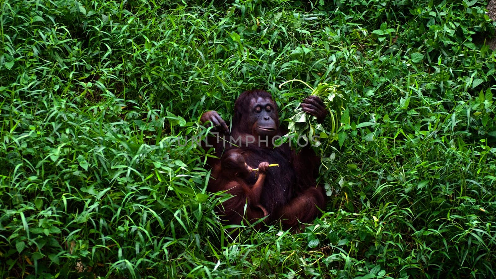 Orangutan mother and baby