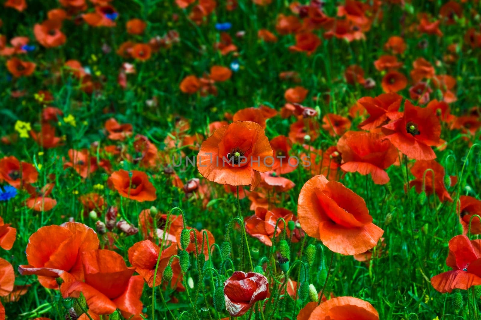 Poppy Field