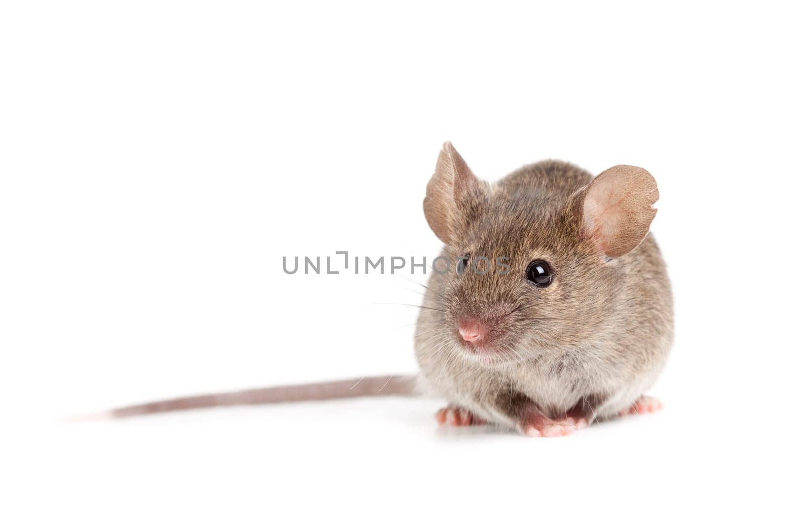 grey mouse isolated on white