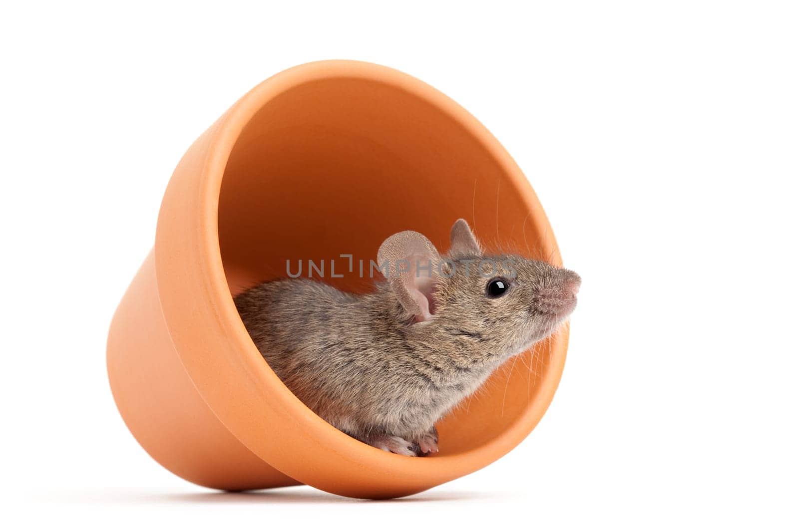mouse in flower pot isolated on white