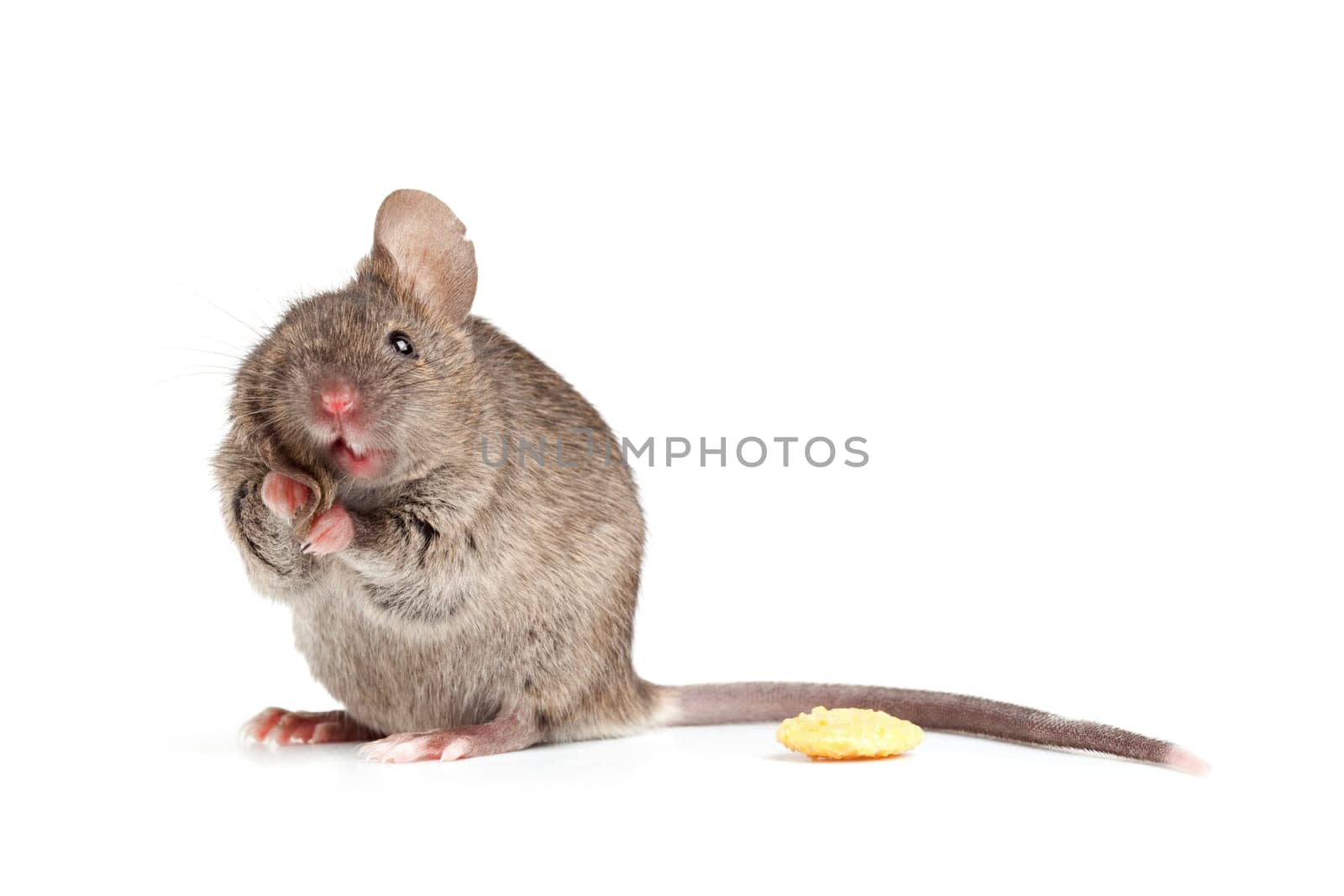 funny mouse isolted on white