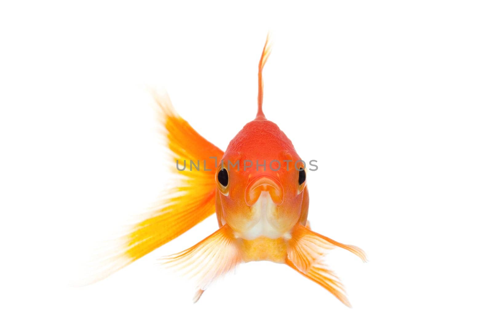 goldfish front view isolated on white