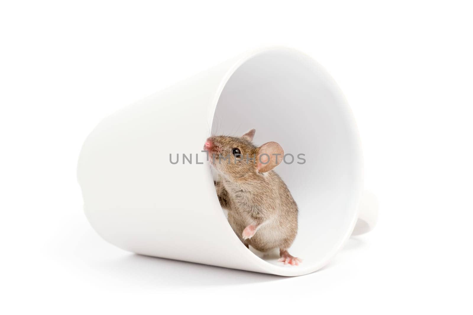 mouse in a cup isolated on white