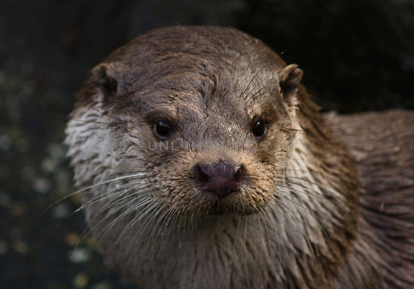 European Otter