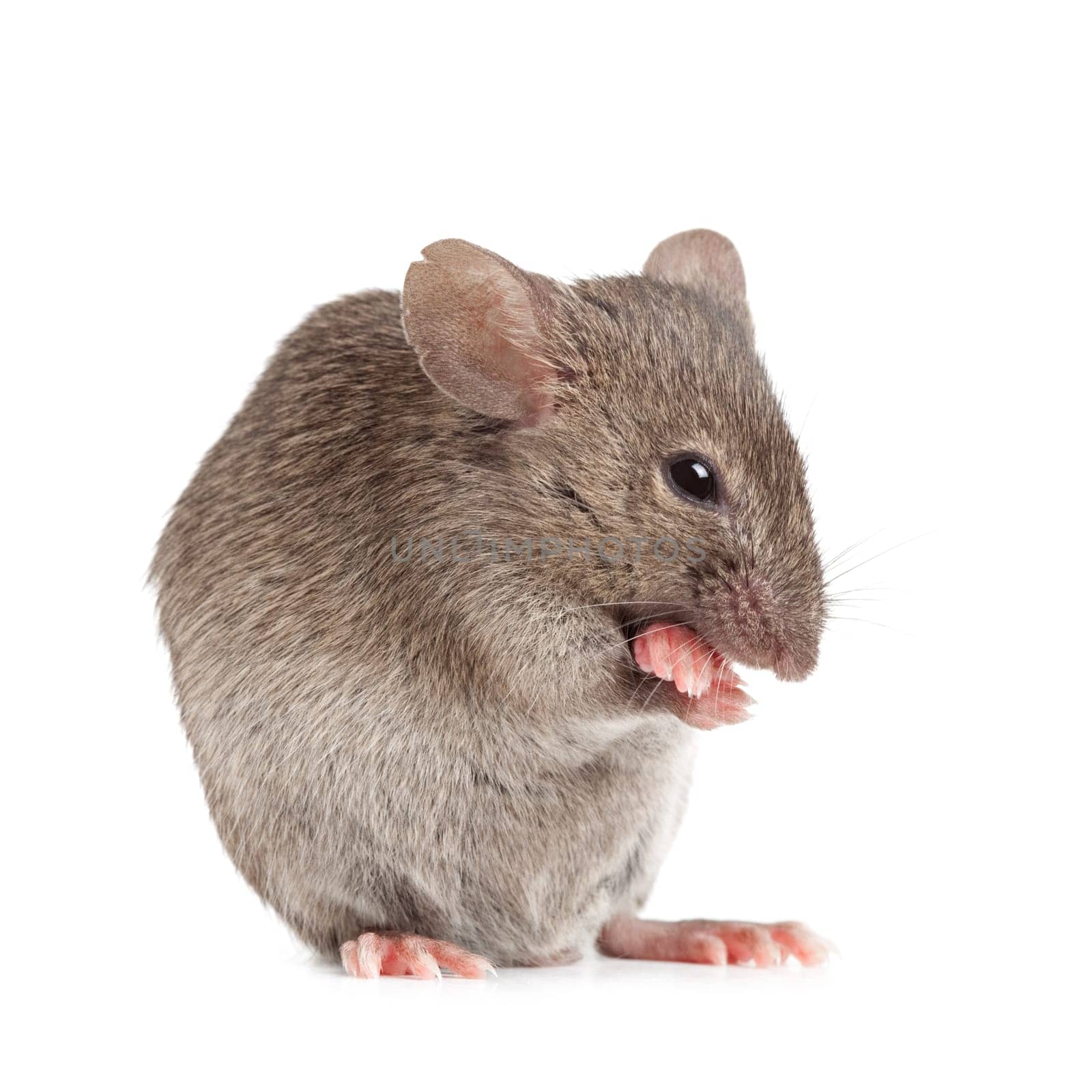 evil mouse isolated on white