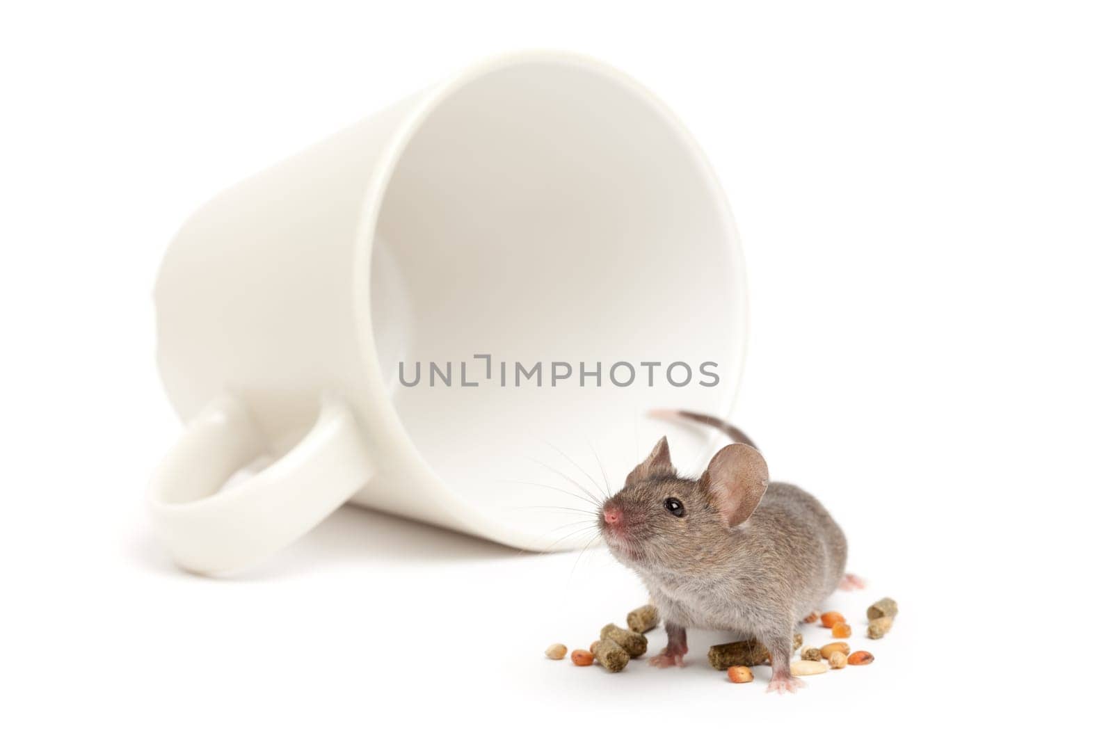 mouse cup and food isolated