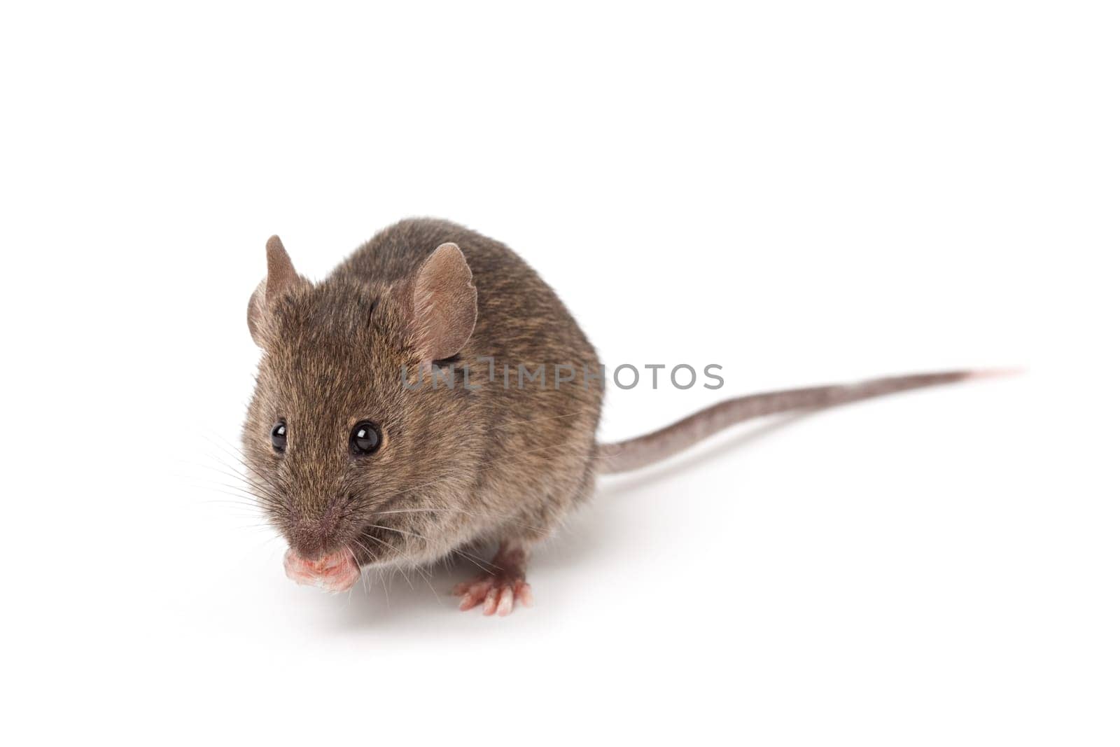 mouse isolated on white