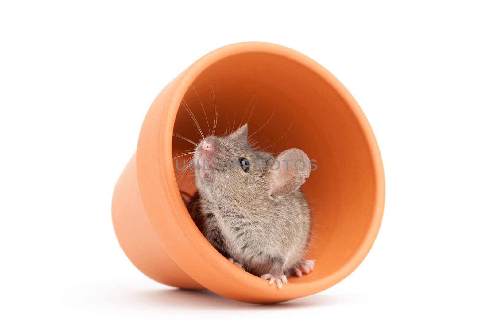 mouse and pot isolated on white