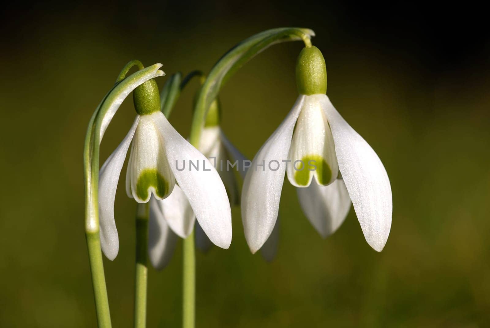 Snowdrop