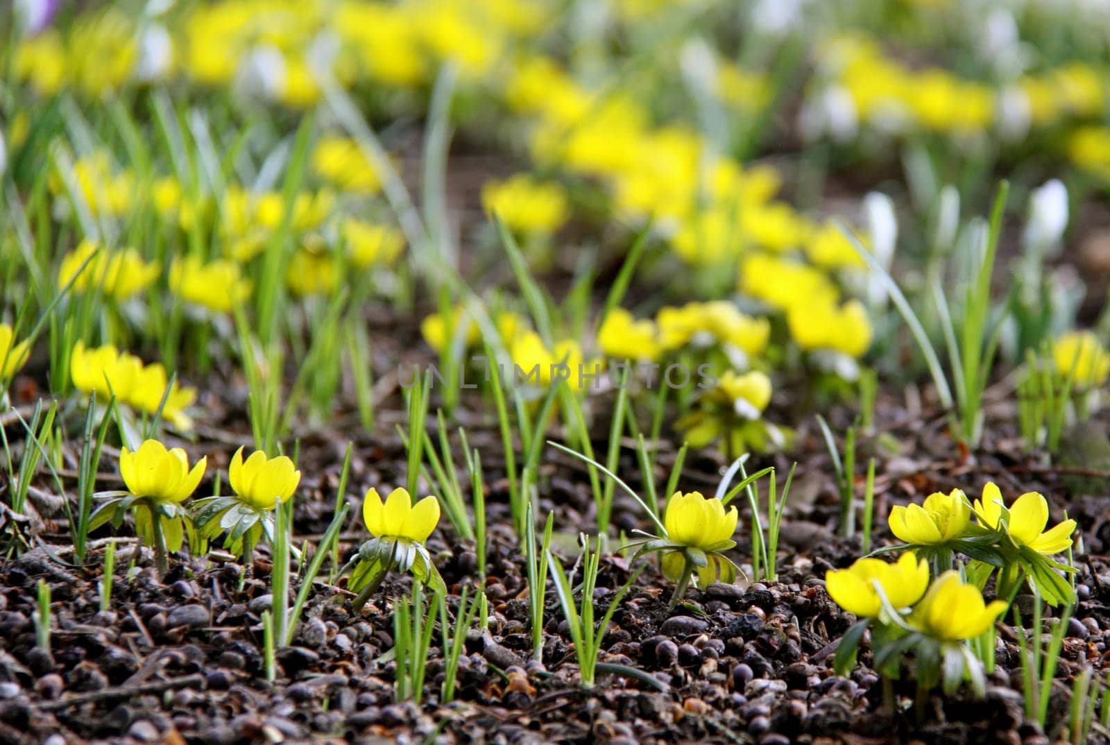 Spring Awakening
