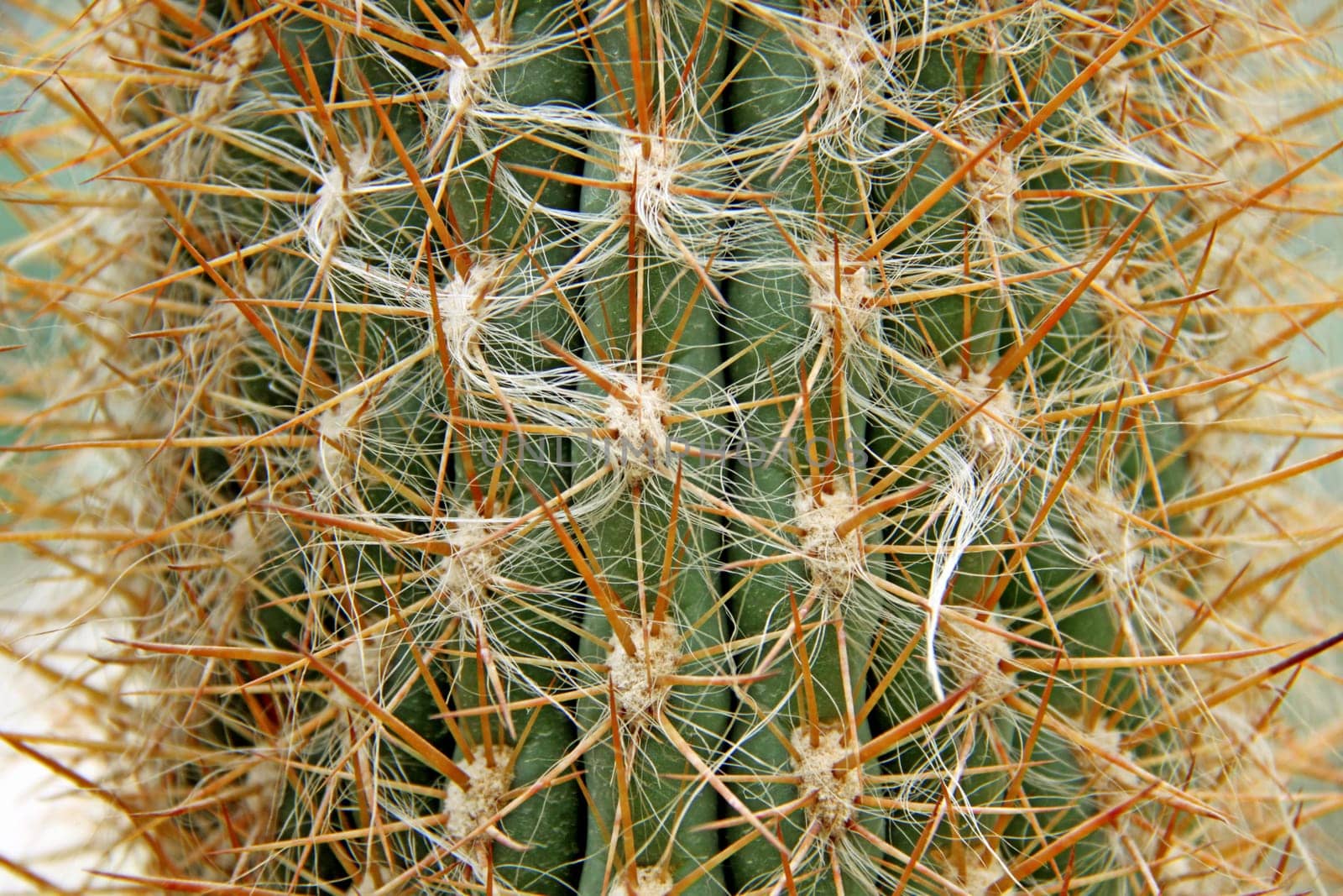 Oreocereus maximus (Andean rice cactus)