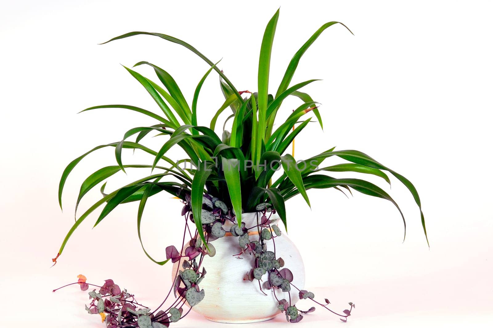 Chlorophytum Green Lily