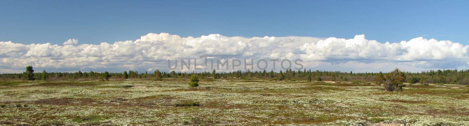 Tundra landscape